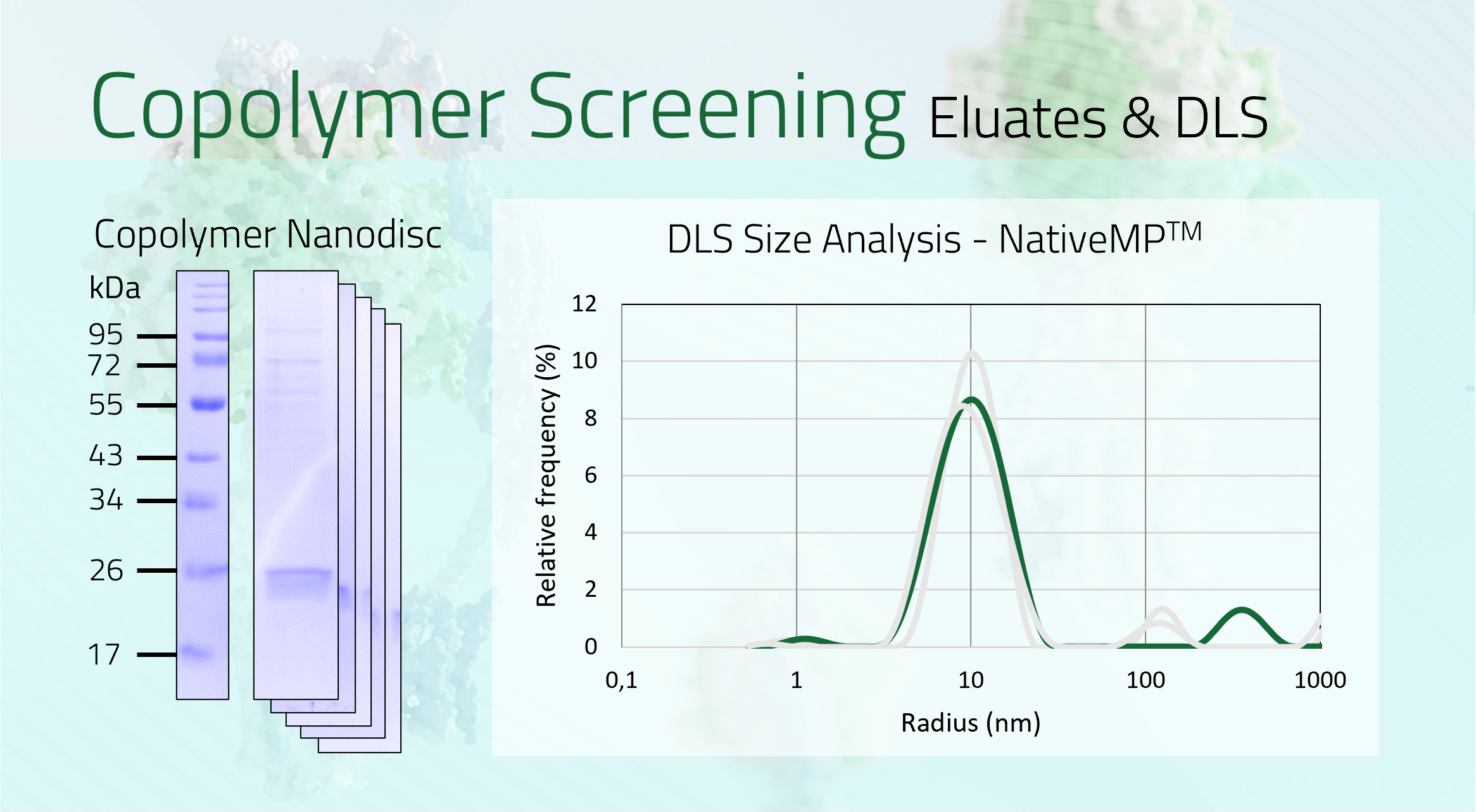 CLDN4 Eluate +DLS